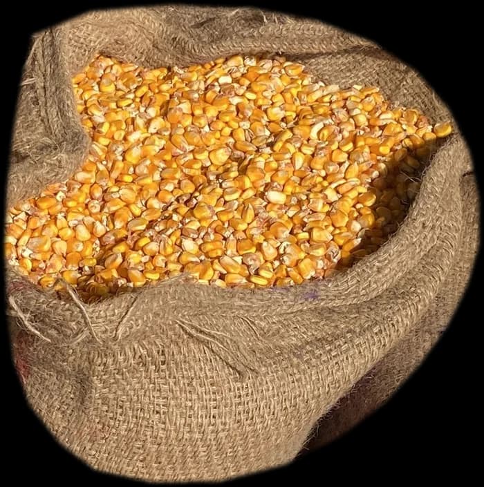 An open jute sack of maize